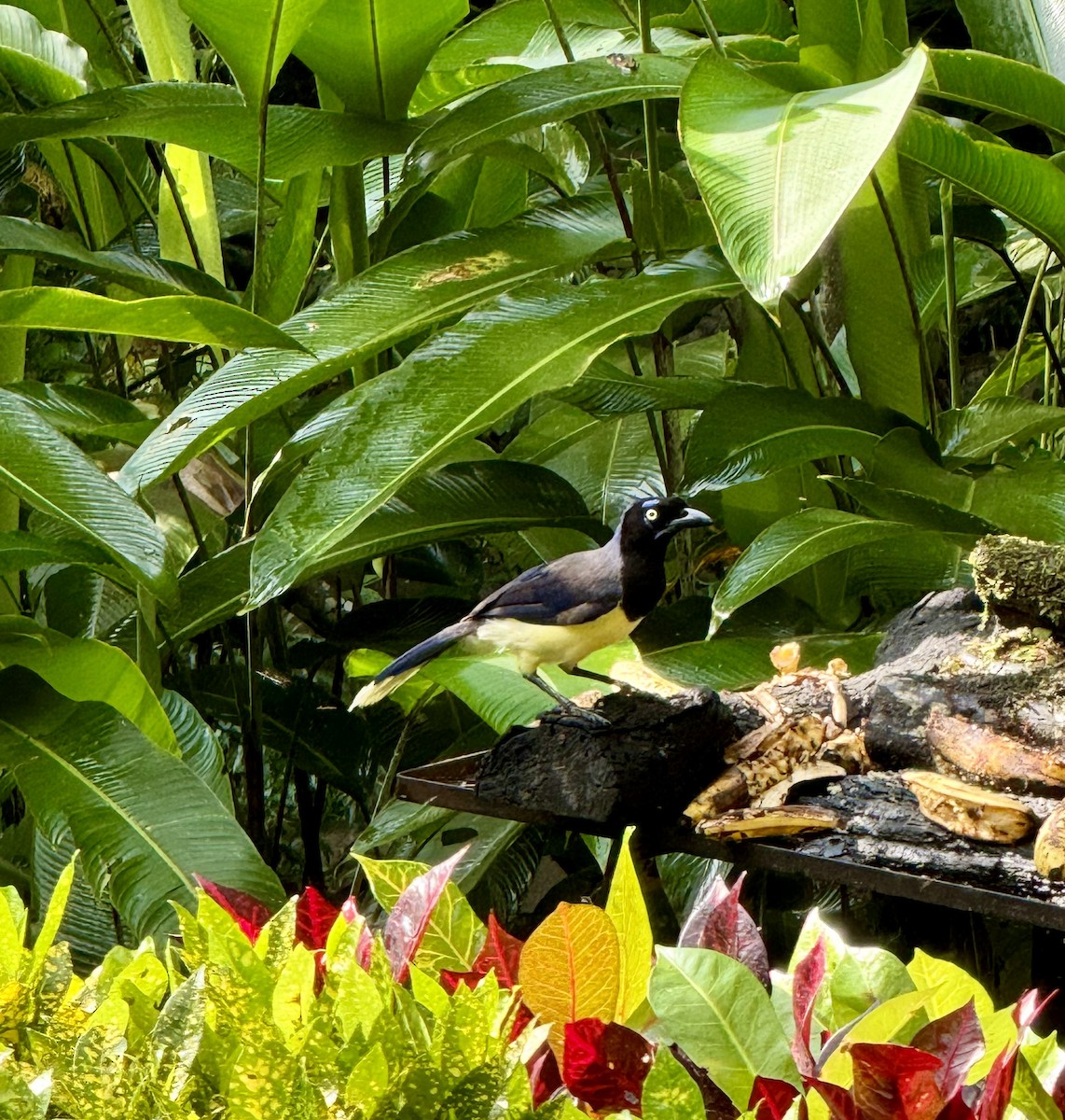 Black-chested Jay - Karma Tsering