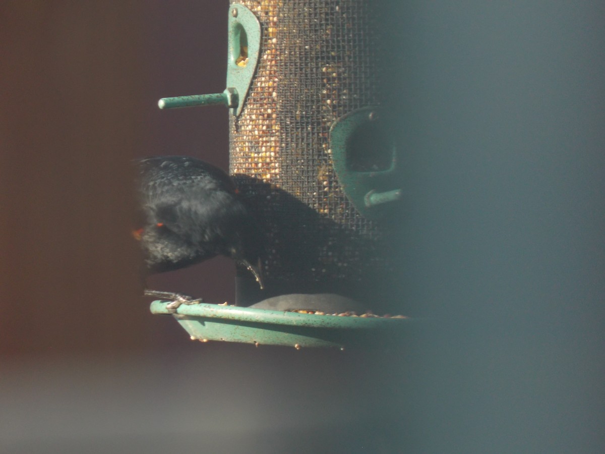 Red-winged Blackbird - ML620793781