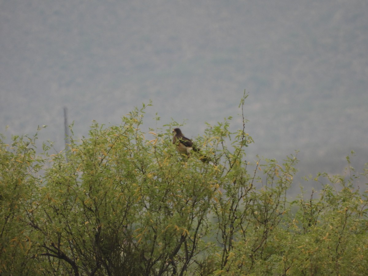 Swainson's Hawk - ML620793788