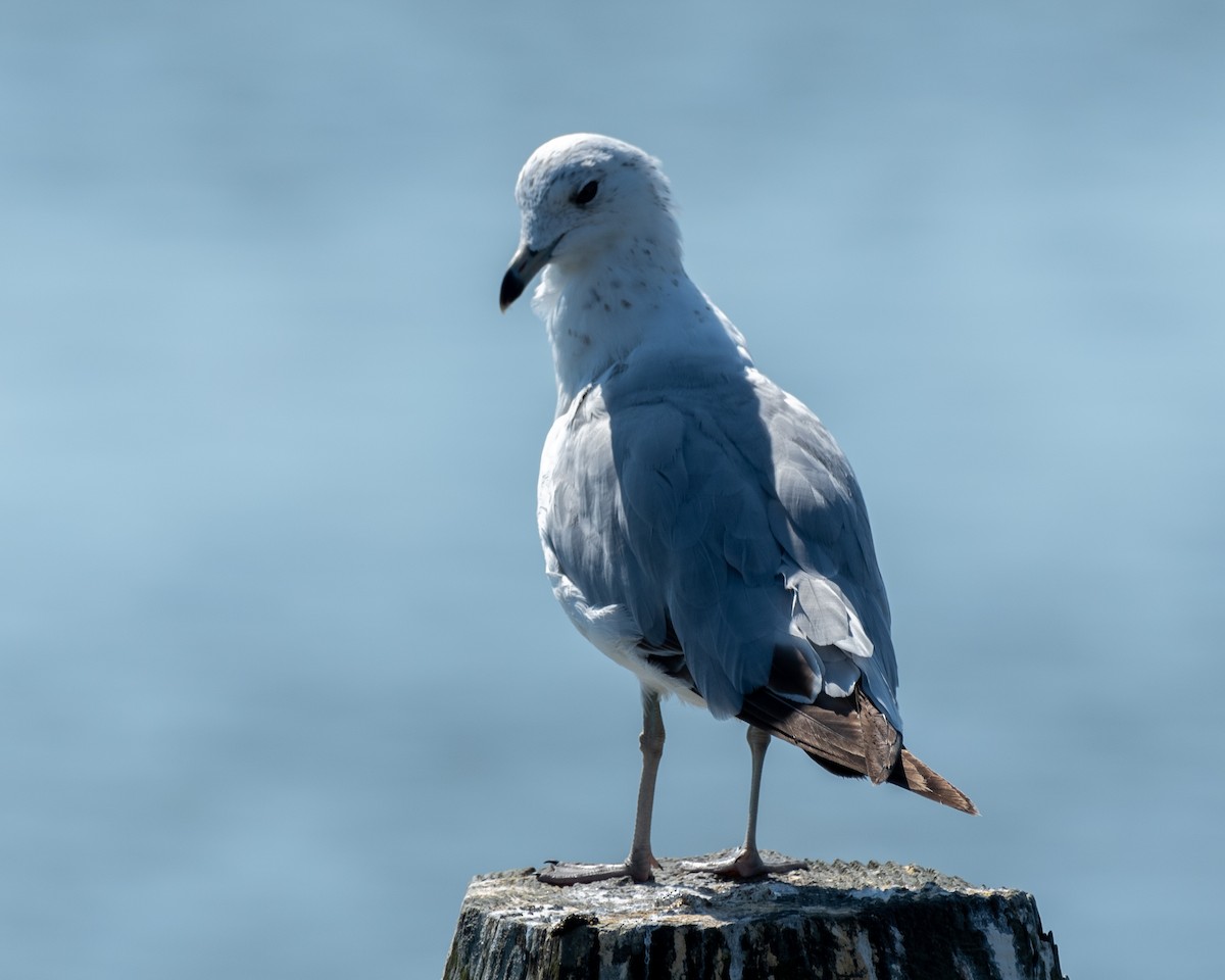 Gaviota Argéntea - ML620793789