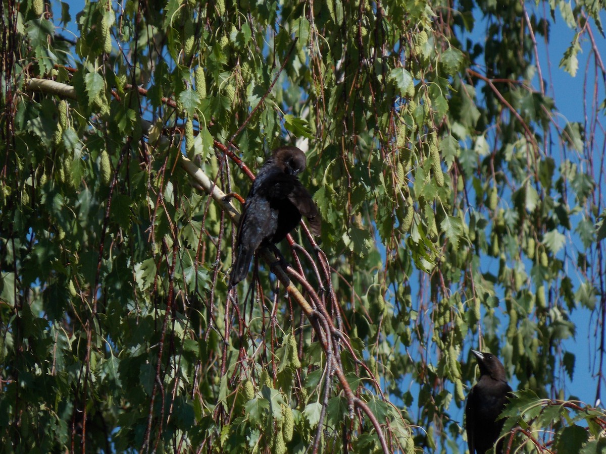 Brown-headed Cowbird - ML620793791