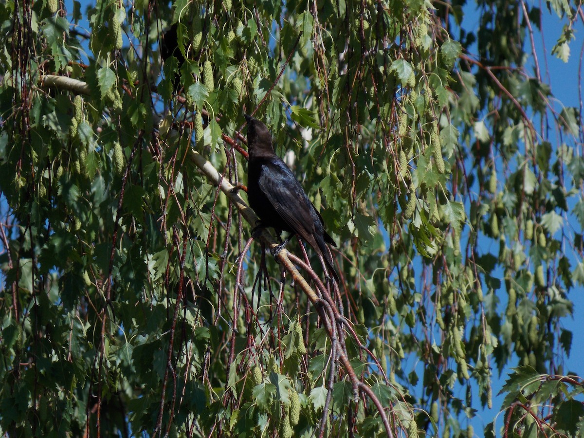 Brown-headed Cowbird - ML620793792