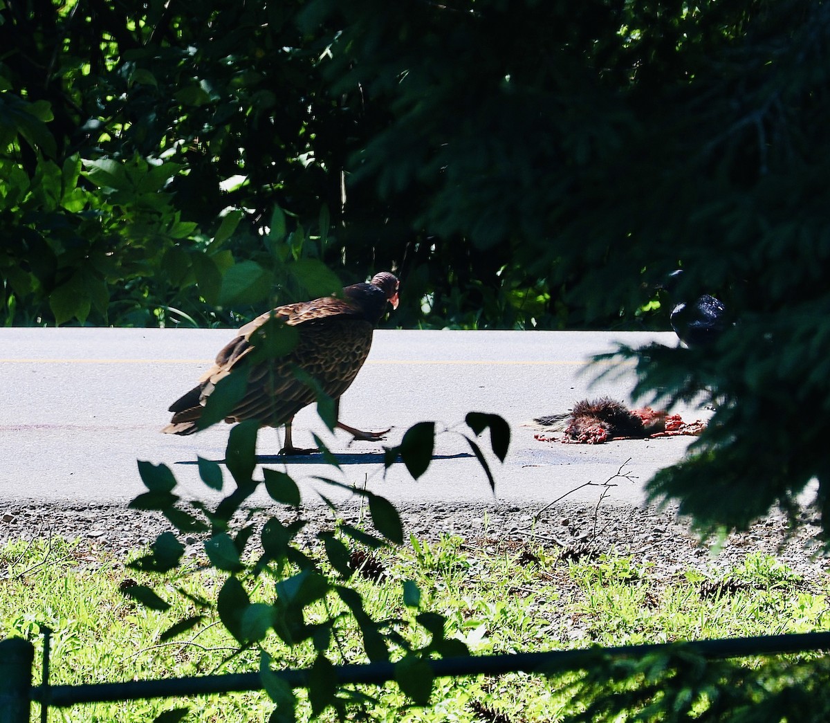 Turkey Vulture - ML620793797