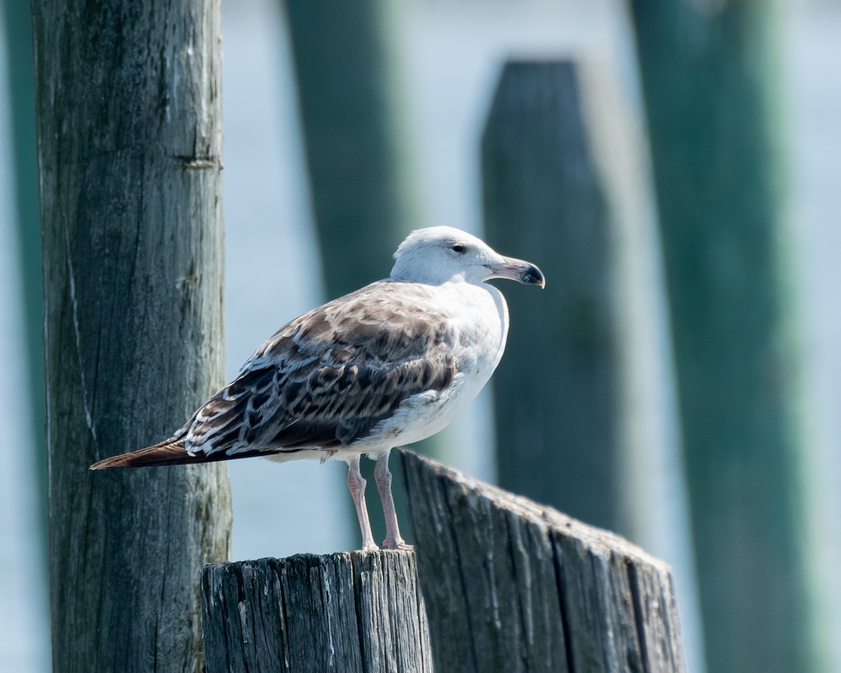 Gaviota Sombría - ML620793799