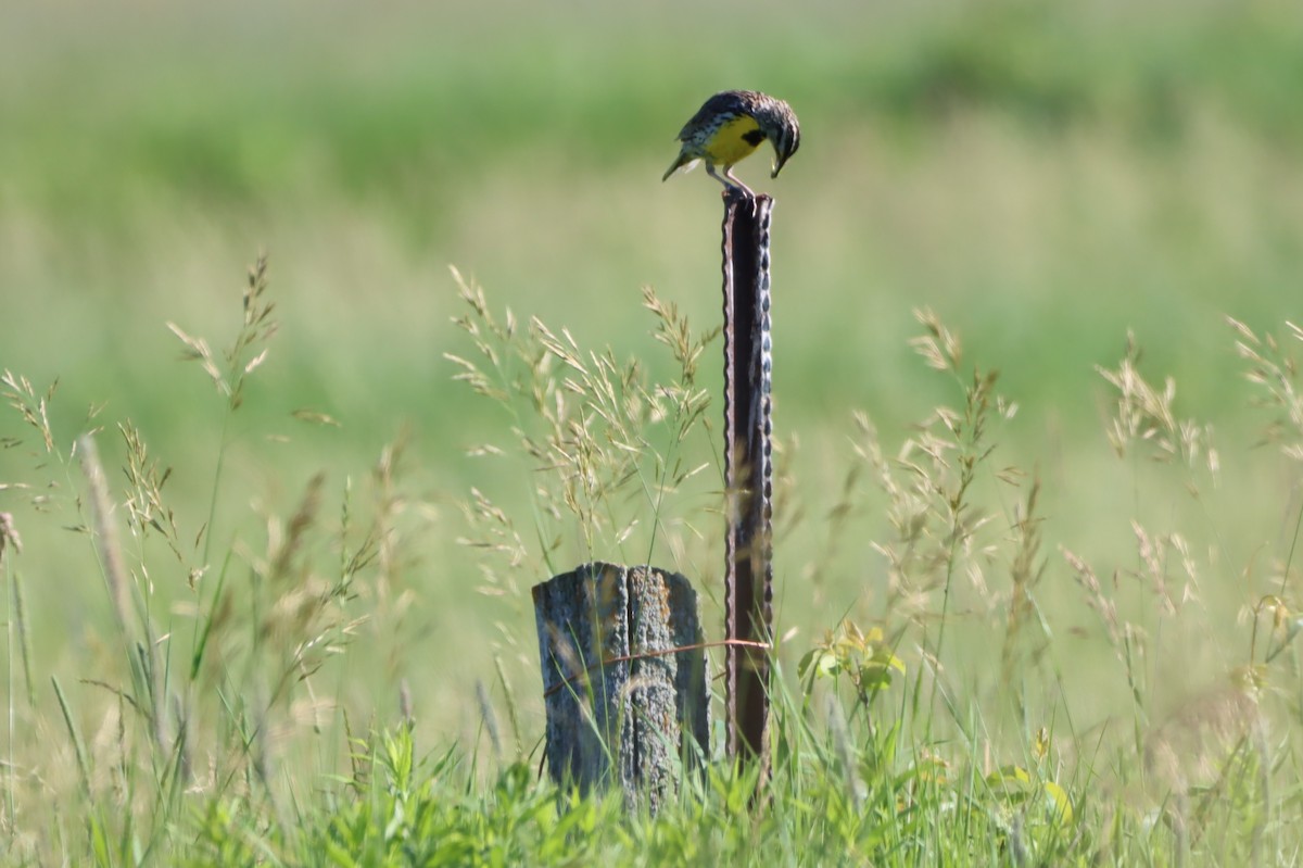 Eastern Meadowlark - ML620793801