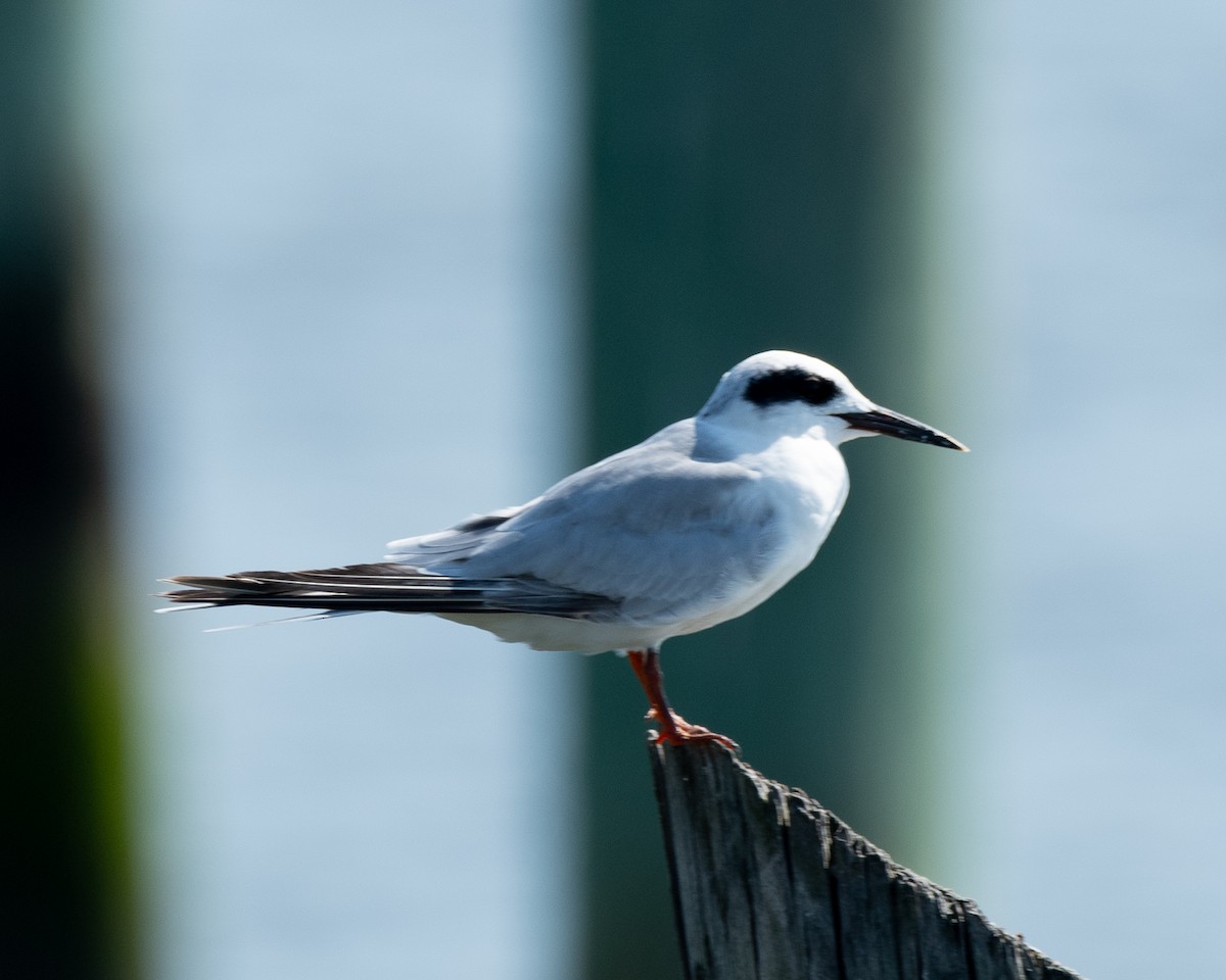 Forster's Tern - ML620793805