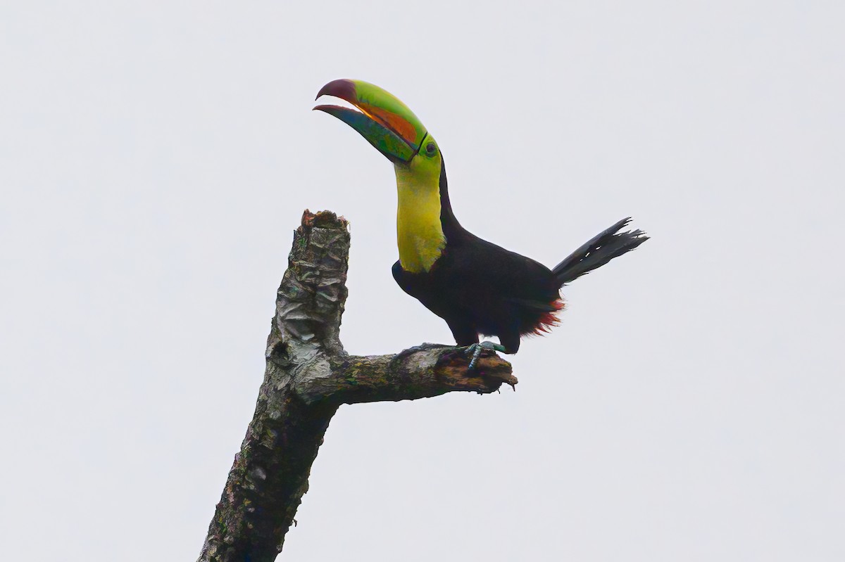 Keel-billed Toucan - ML620793808