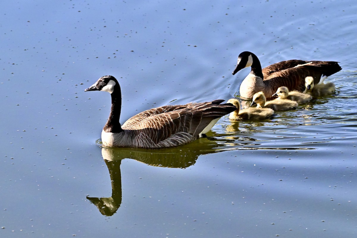 Canada Goose - ML620793809