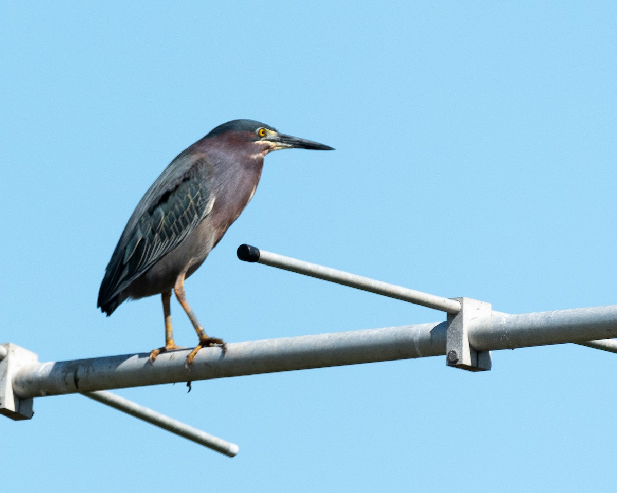 Green Heron - ML620793811