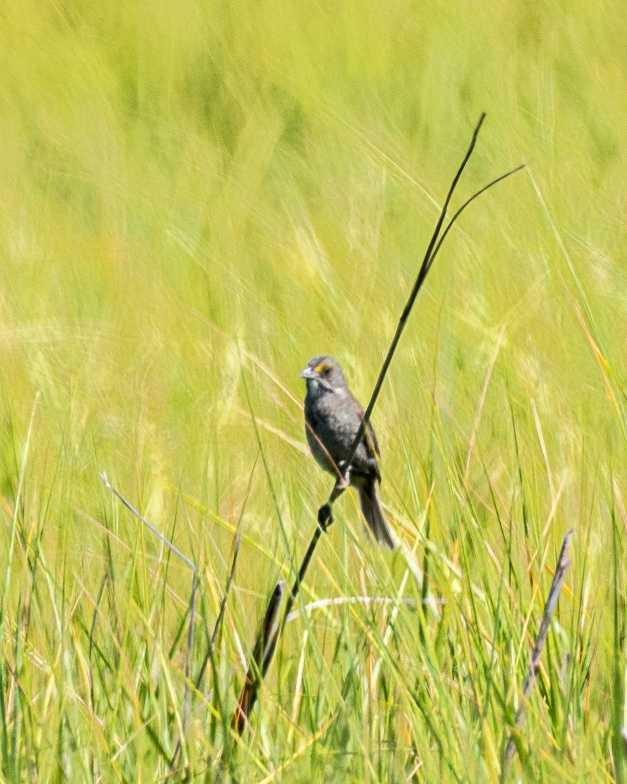 Seaside Sparrow - ML620793813