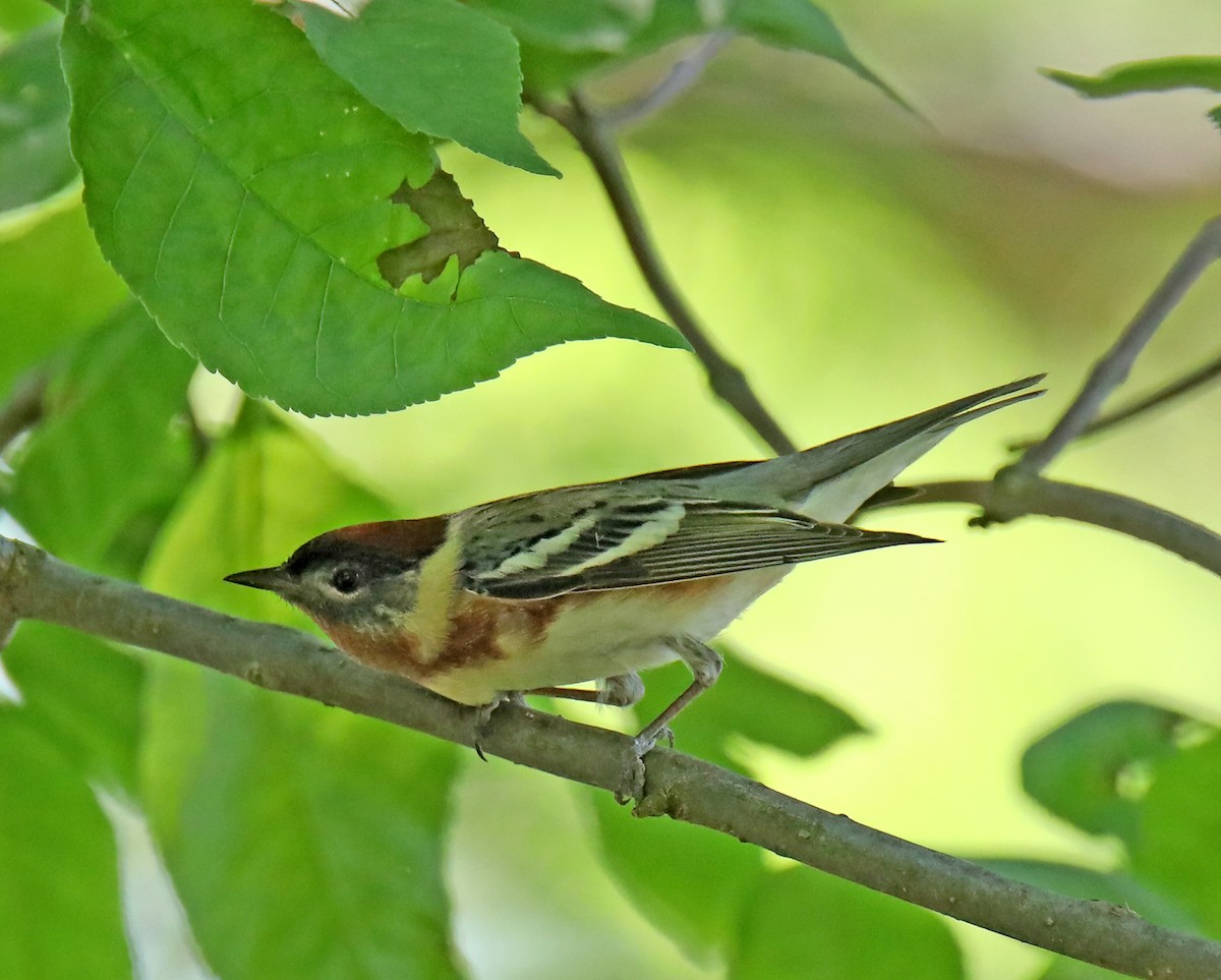 Bay-breasted Warbler - ML620793814