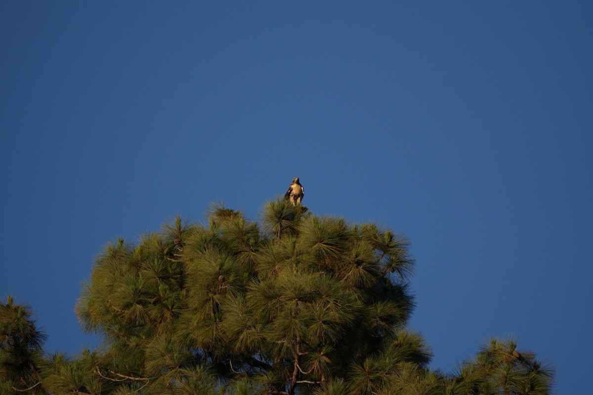 Red-tailed Hawk - ML620793817