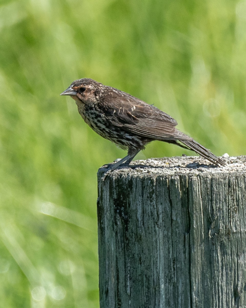 Red-winged Blackbird - ML620793818