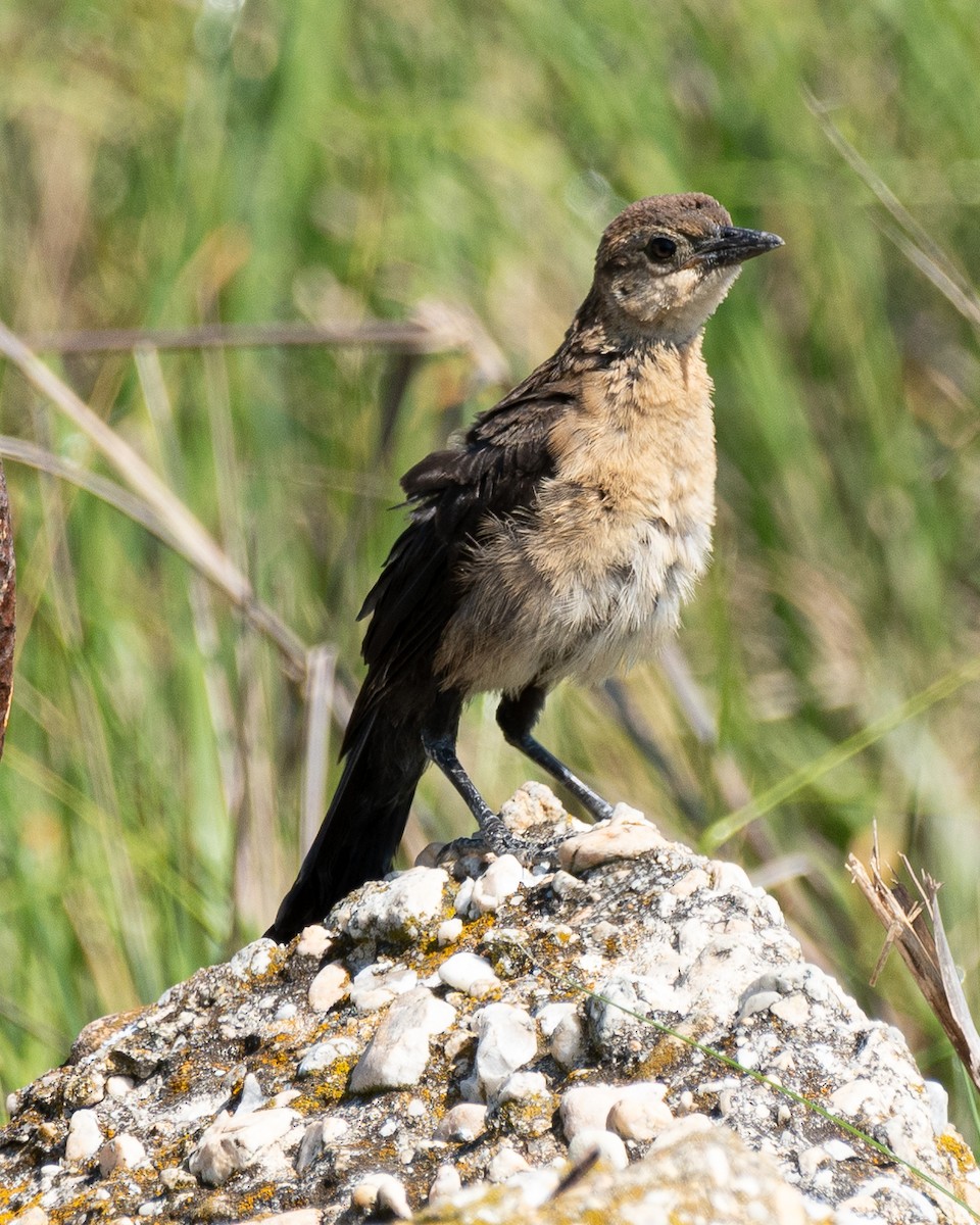 Boat-tailed Grackle - Steve Aprile