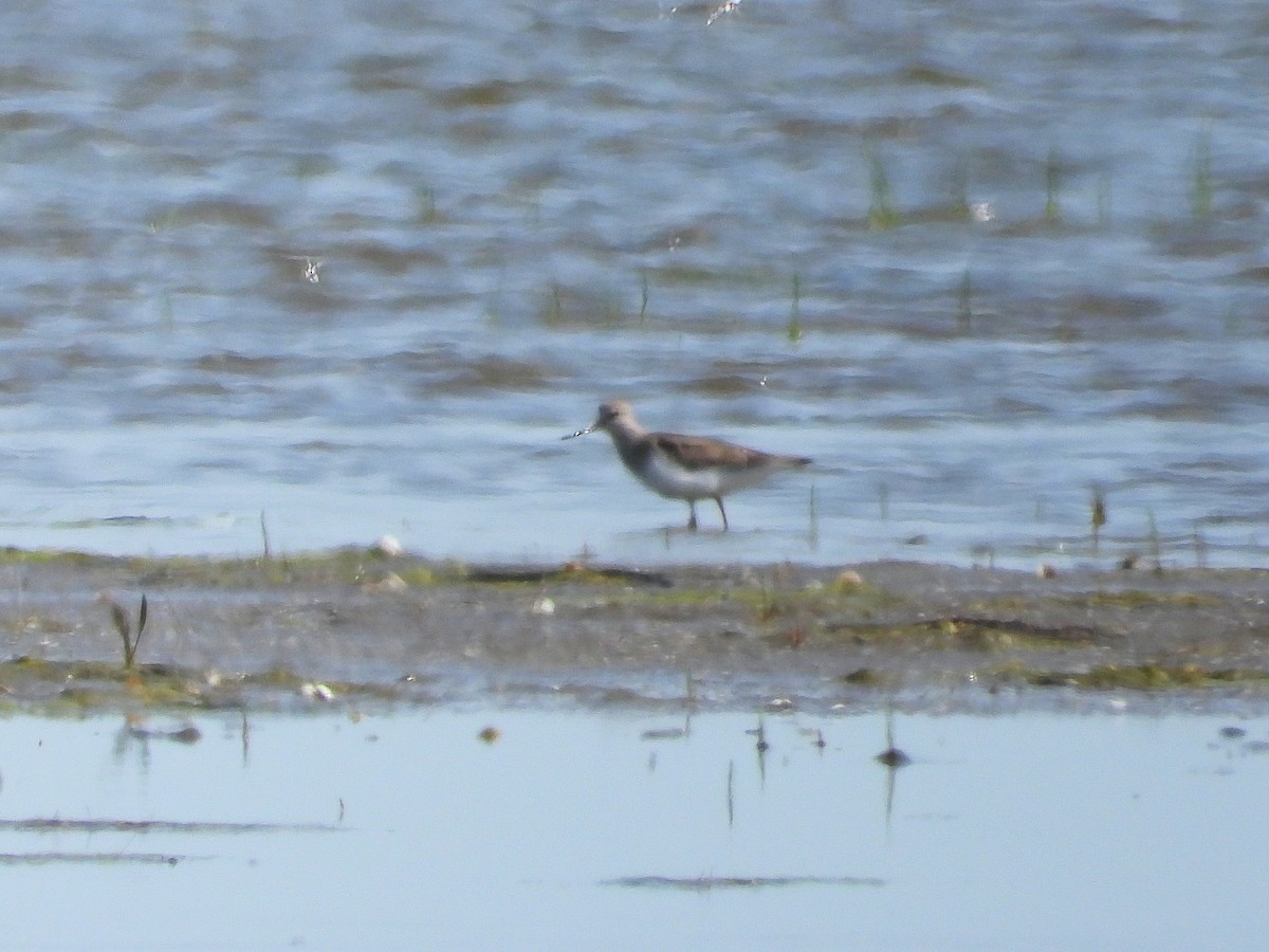 Terek Sandpiper - ML620793826