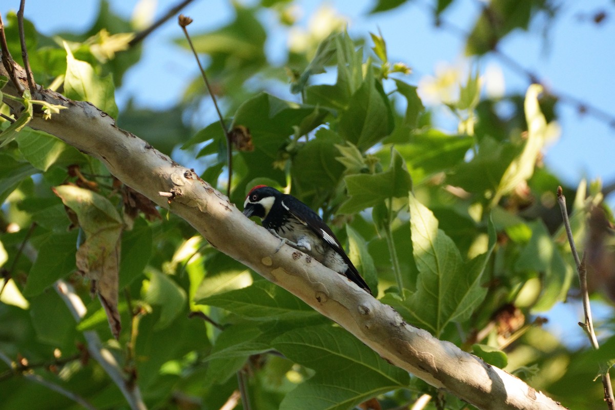 Acorn Woodpecker - ML620793827