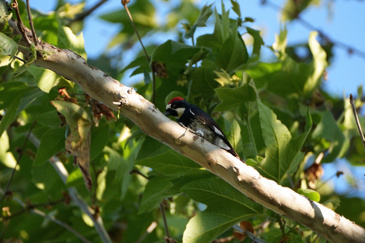 Acorn Woodpecker - ML620793828