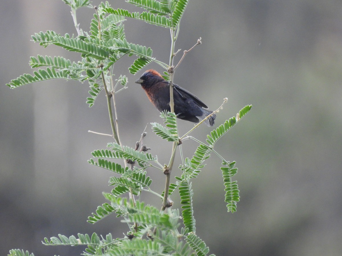 Varied Bunting - ML620793830