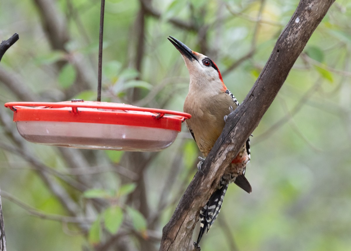 West Indian Woodpecker - ML620793832