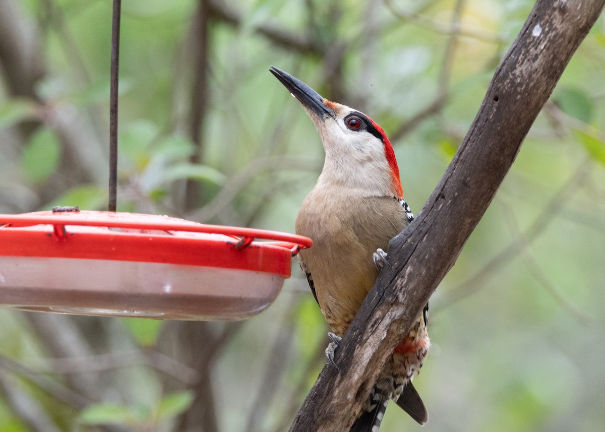 West Indian Woodpecker - ML620793833