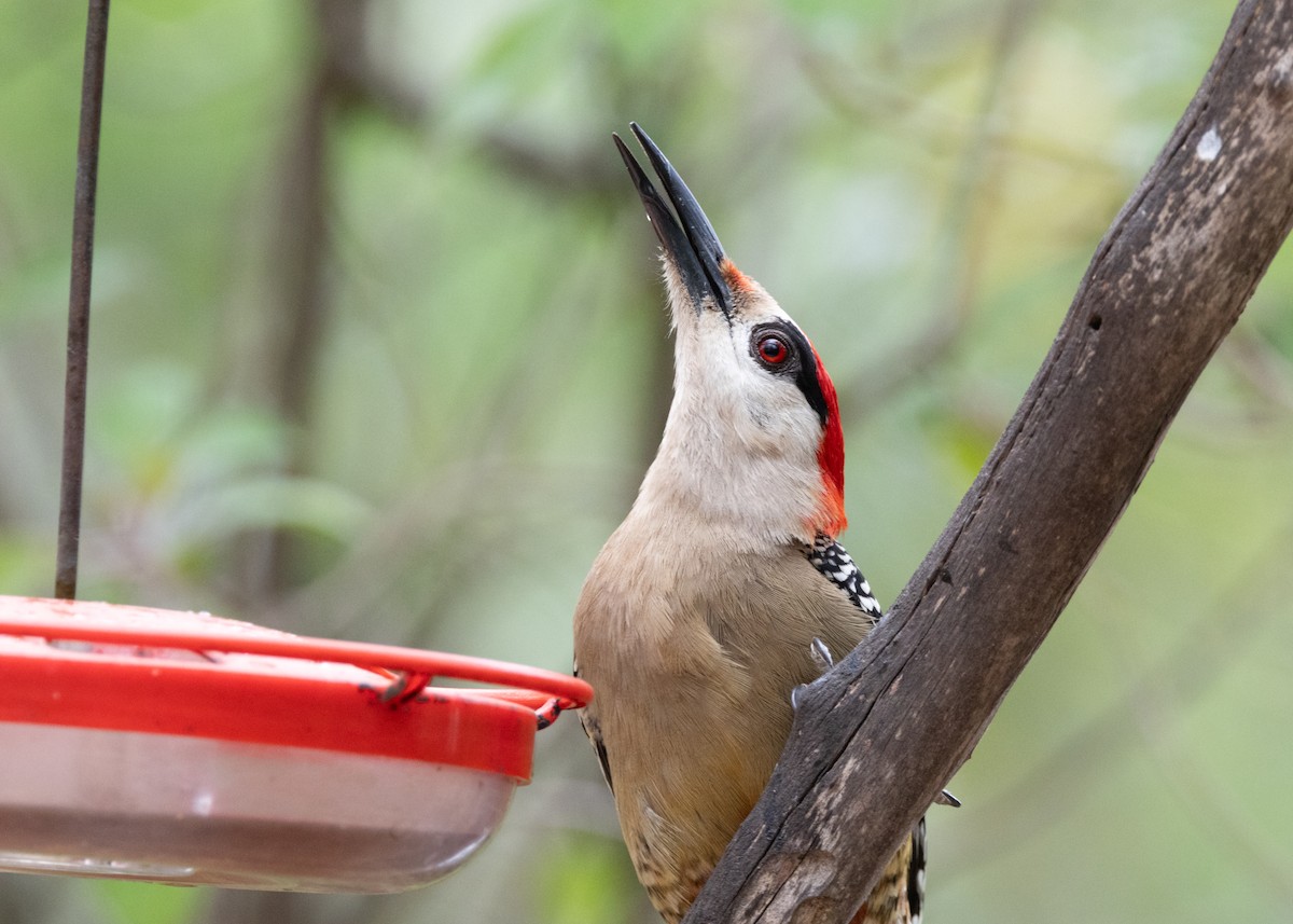 West Indian Woodpecker - Silvia Faustino Linhares