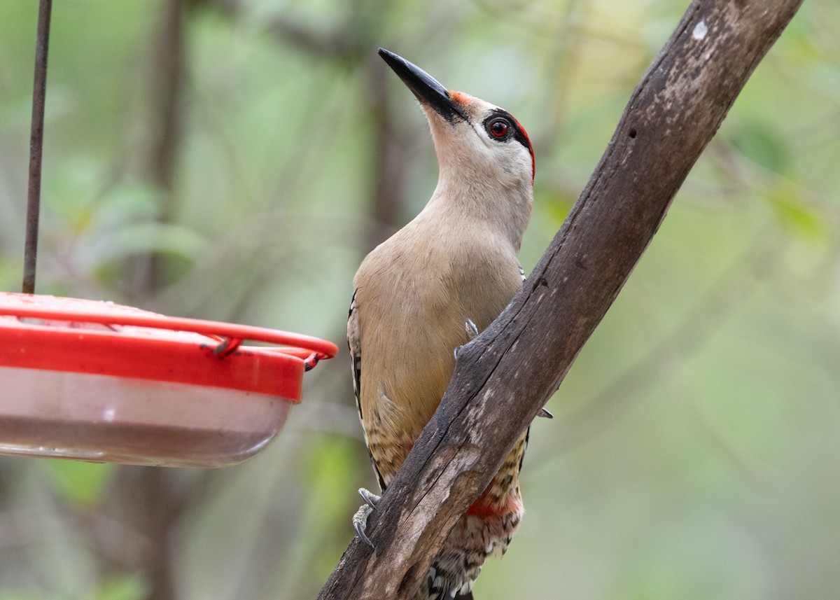 West Indian Woodpecker - ML620793835