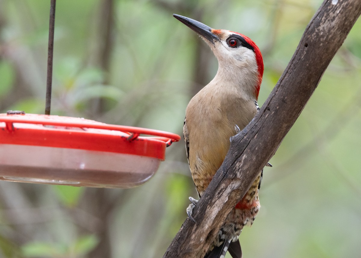West Indian Woodpecker - ML620793836