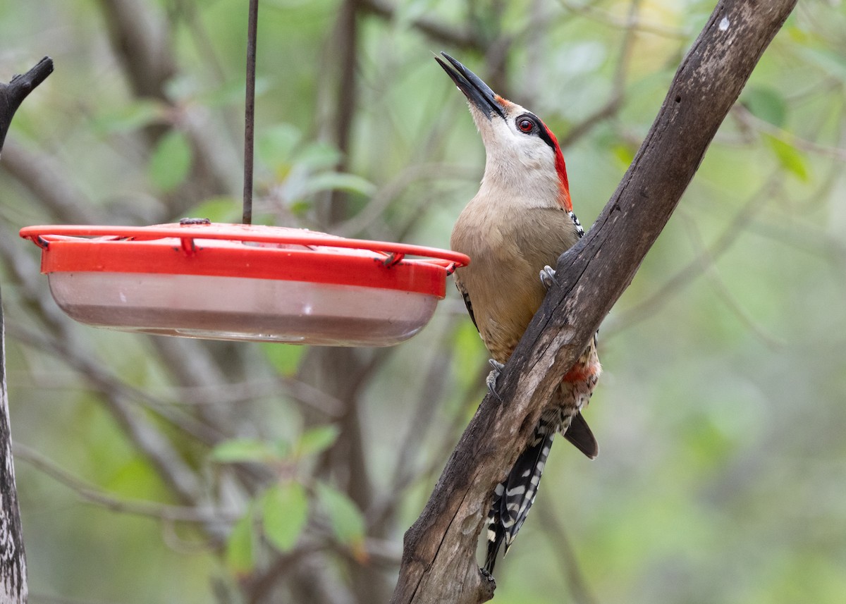 West Indian Woodpecker - ML620793837