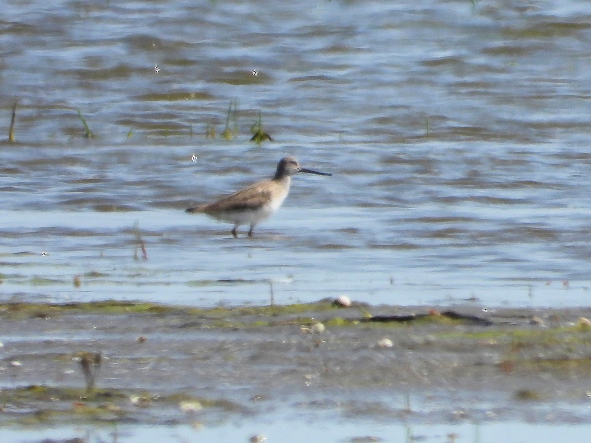 Terek Sandpiper - Martin Rheinheimer