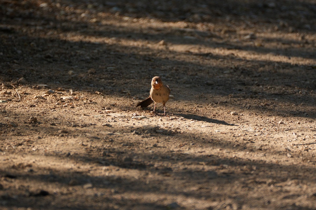 California Towhee - ML620793839