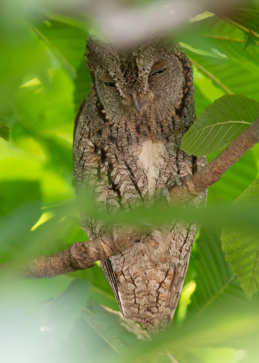 Eurasian Scops-Owl - ML620793843