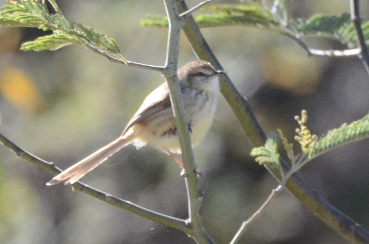 Prinia sp. - ML620793852