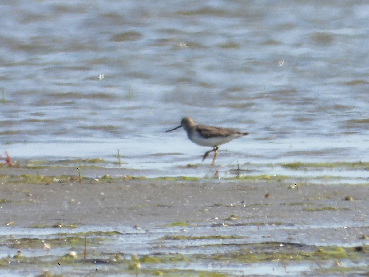 Terek Sandpiper - ML620793853