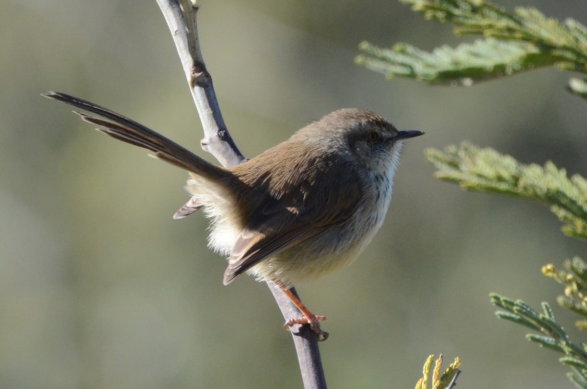 Prinia, unbestimmt - ML620793854