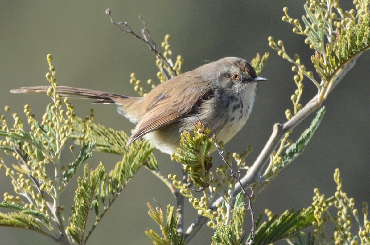 Prinia, unbestimmt - ML620793858