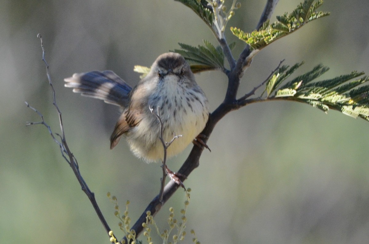 Prinia, unbestimmt - ML620793861