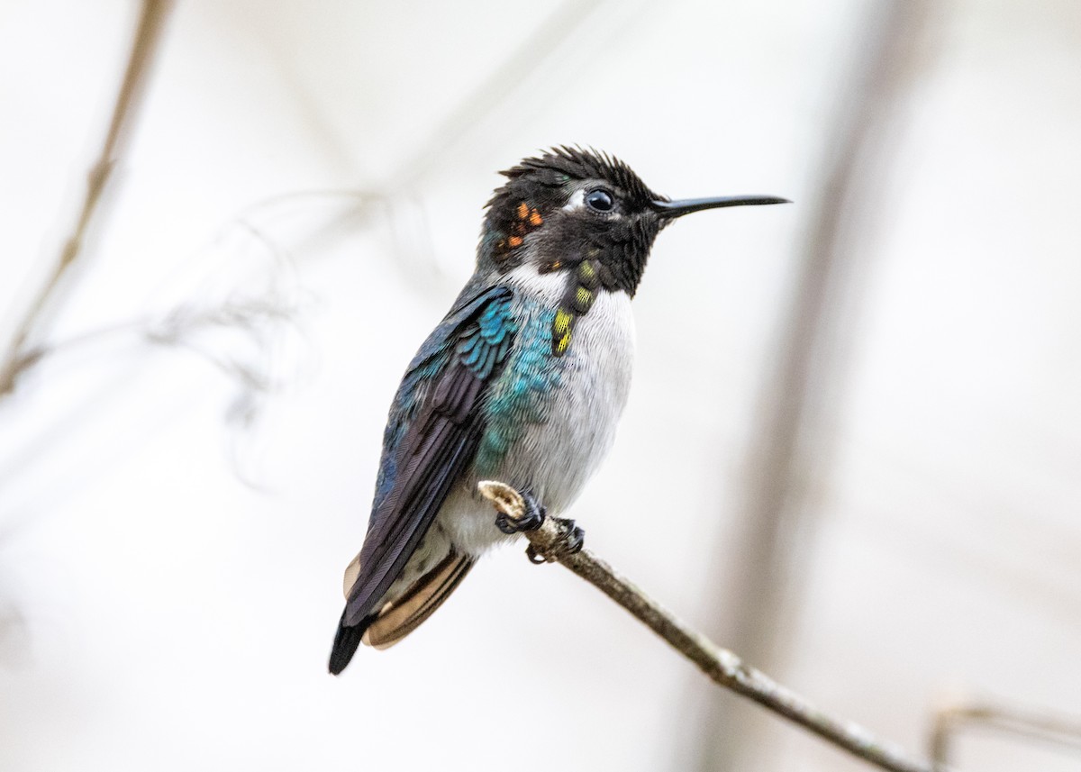 Bee Hummingbird - Silvia Faustino Linhares