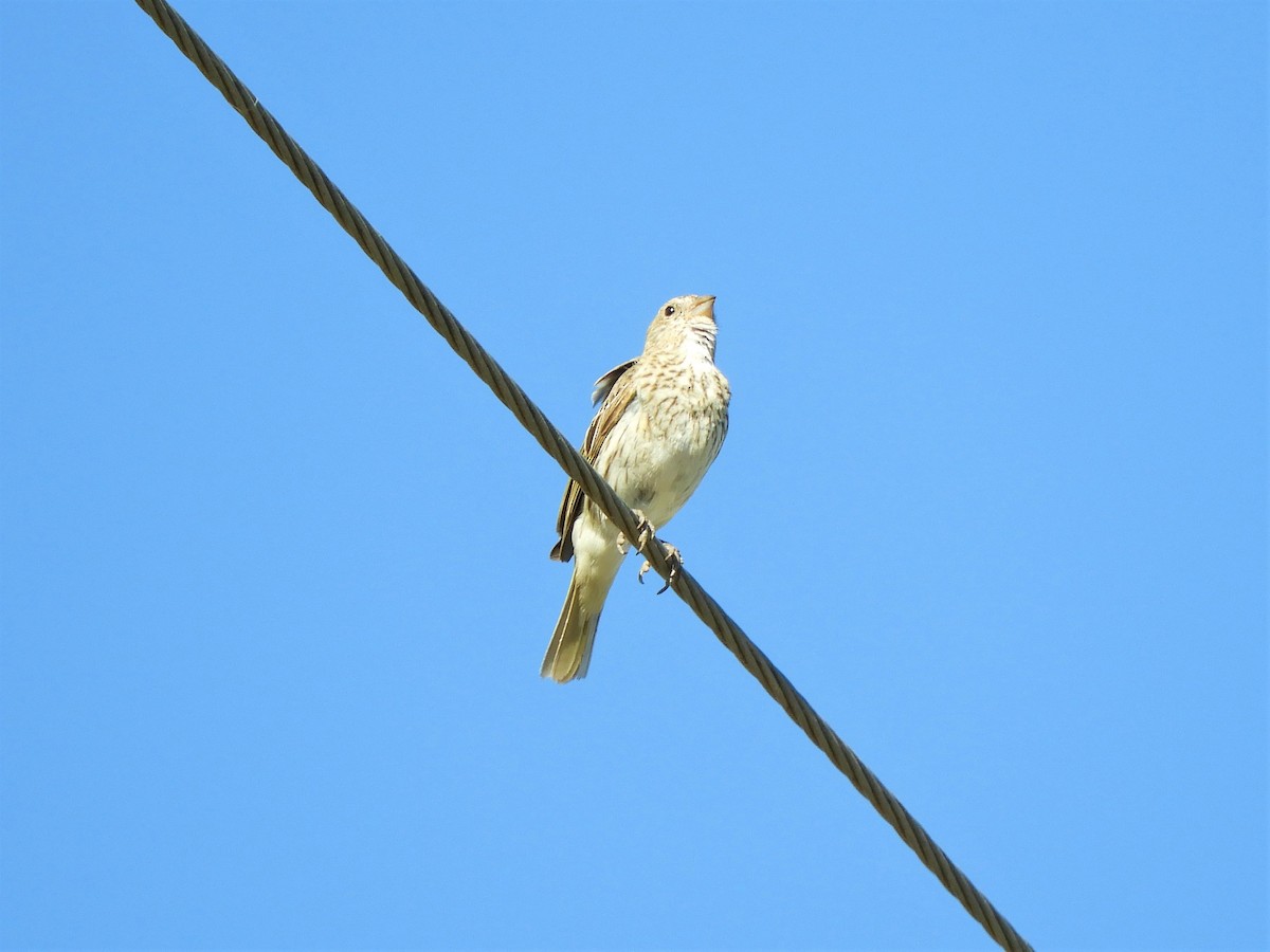 Saffron Finch - ML620793874