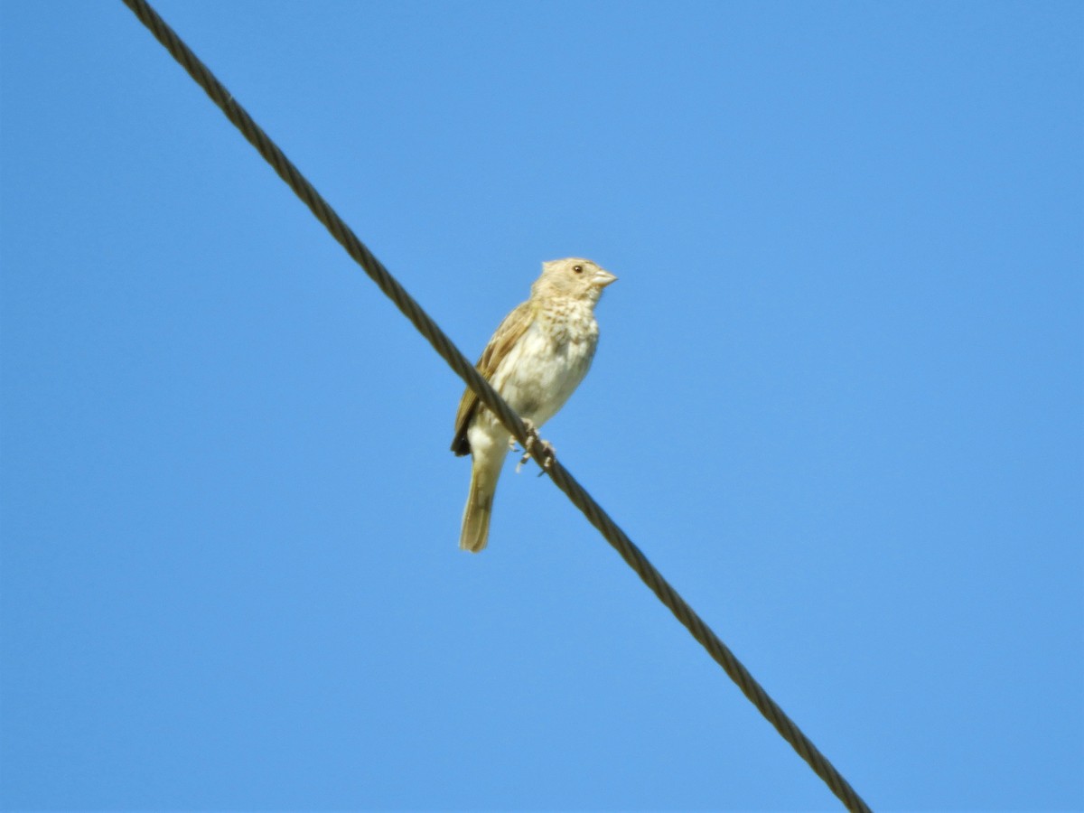 Saffron Finch - ML620793875