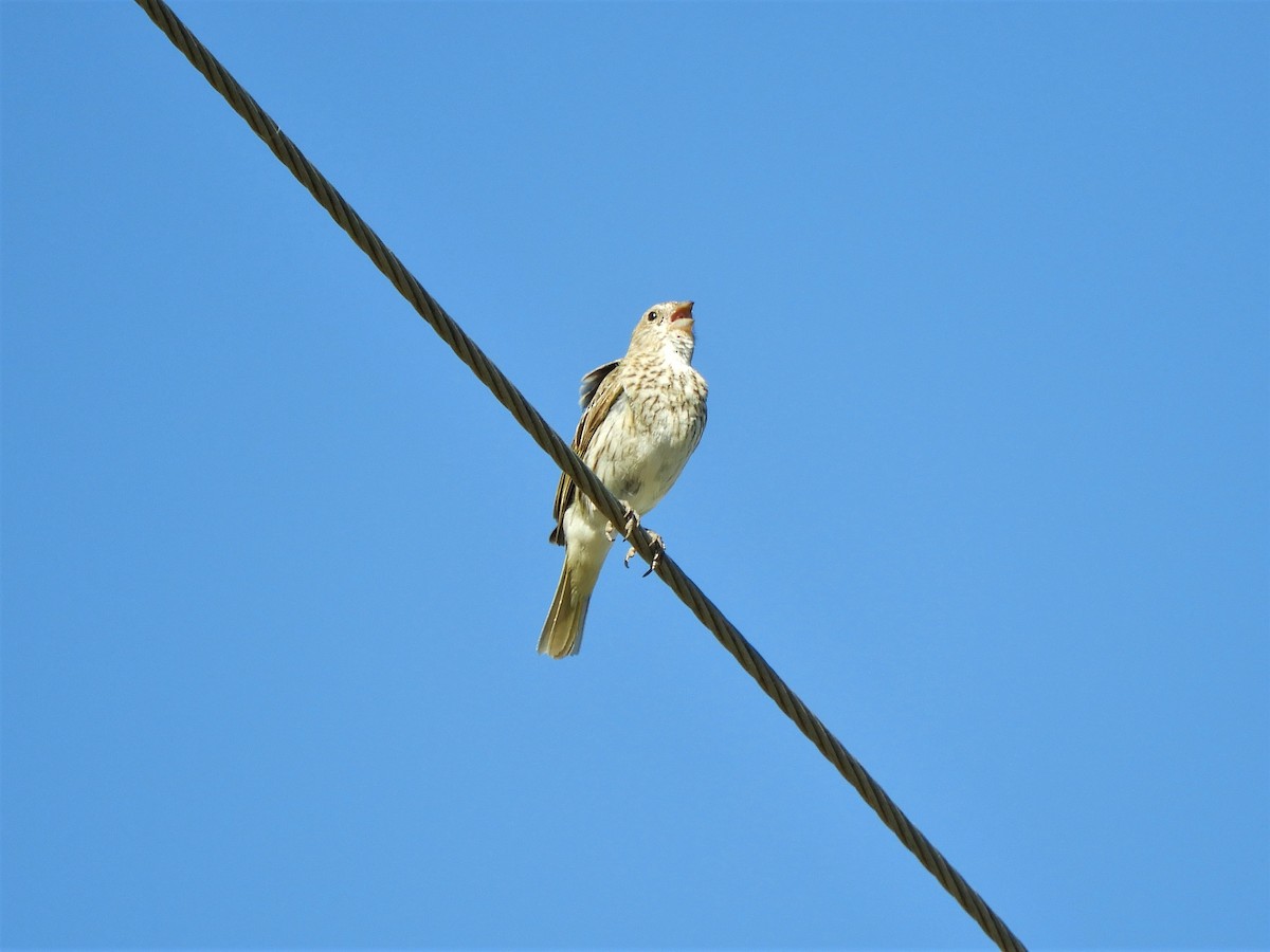 Saffron Finch - ML620793876