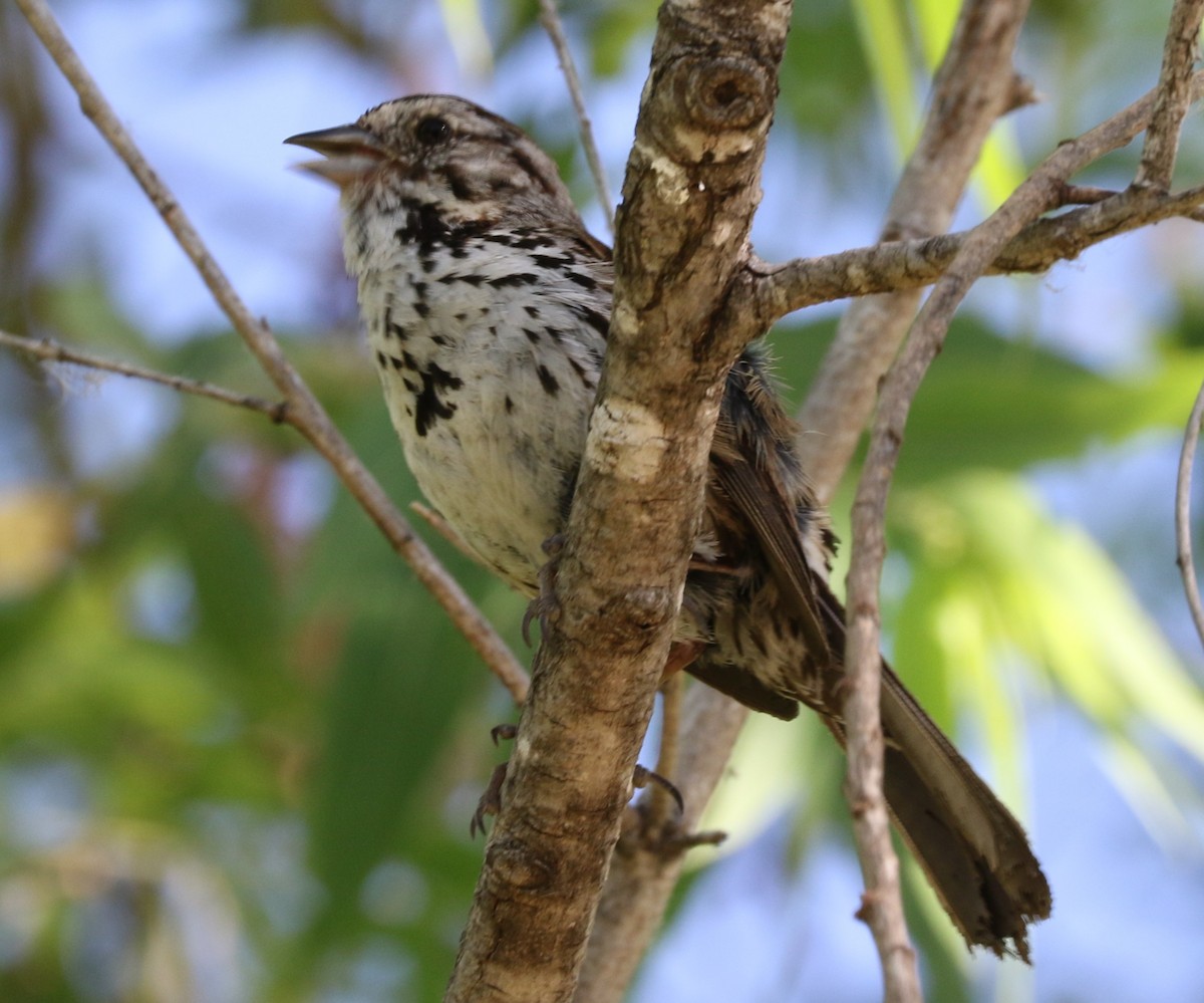 Song Sparrow - ML620793878