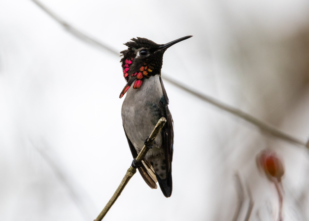 Bee Hummingbird - ML620793884