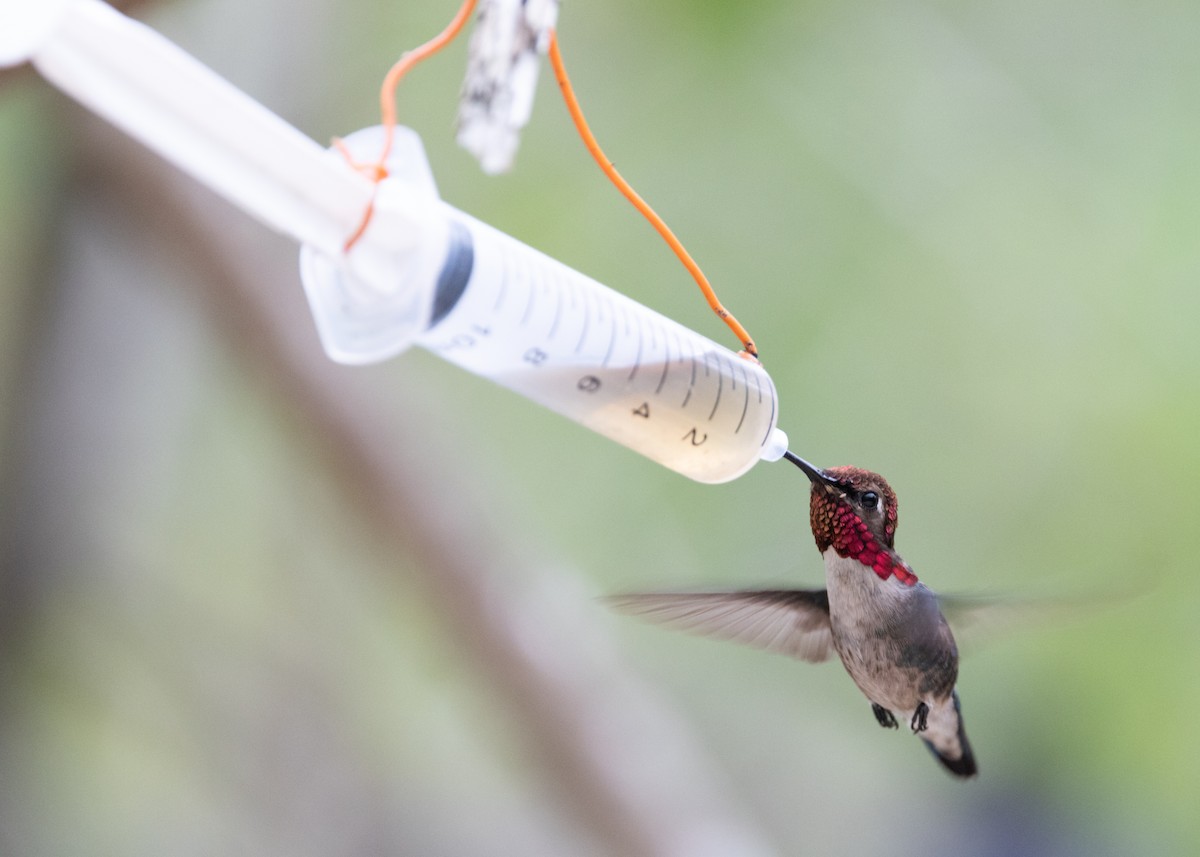 Bee Hummingbird - ML620793887