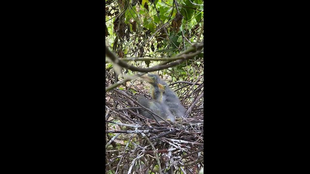 Green Heron (virescens/bahamensis) - ML620793888