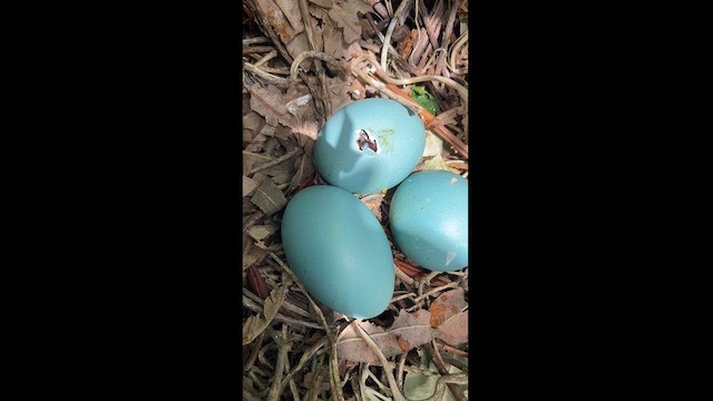 Гялаан билүүс - ML620793889