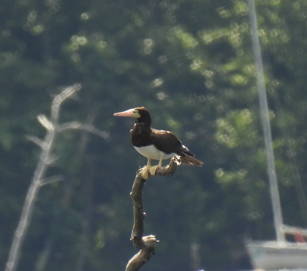 Brown Booby - ML620793902