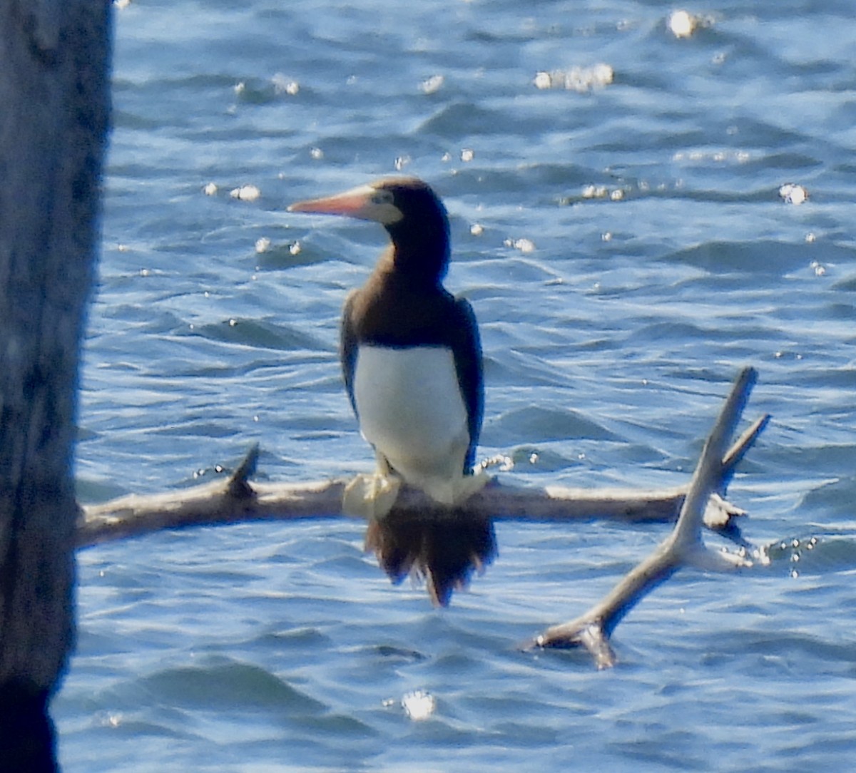 Brown Booby - ML620793903