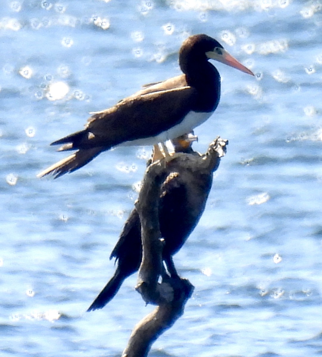 Brown Booby - ML620793904