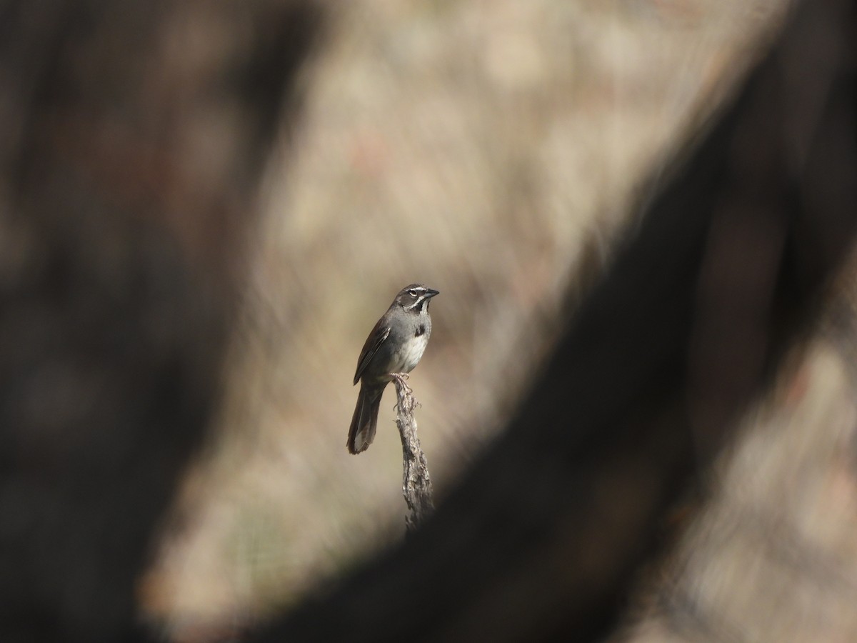 Five-striped Sparrow - ML620793907