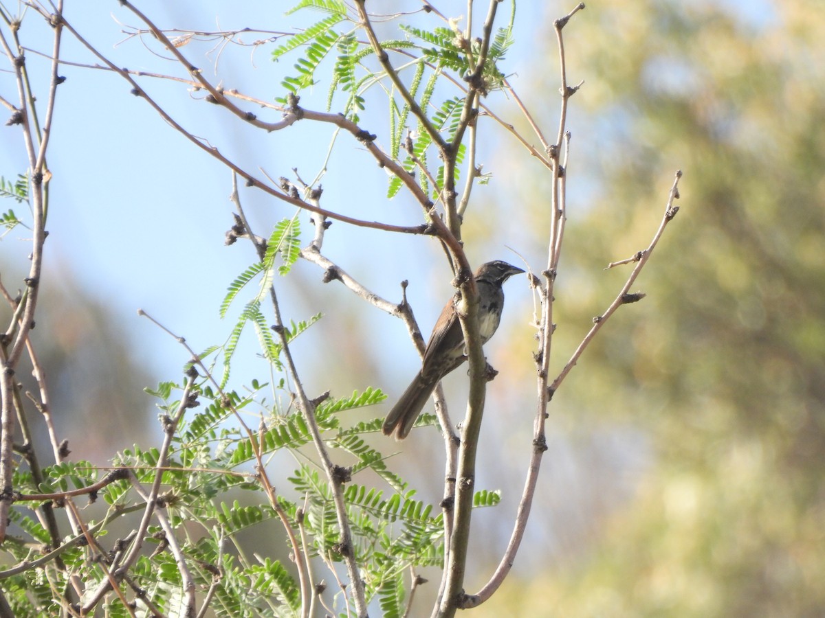 Five-striped Sparrow - ML620793908